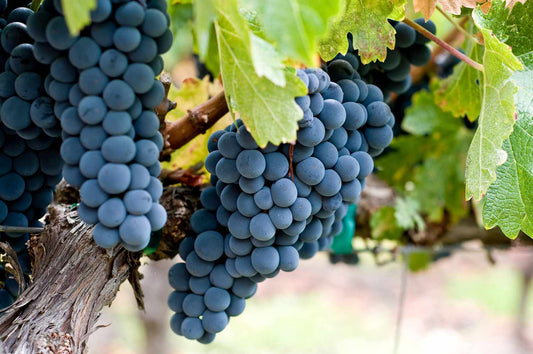 Zinfandel 2023